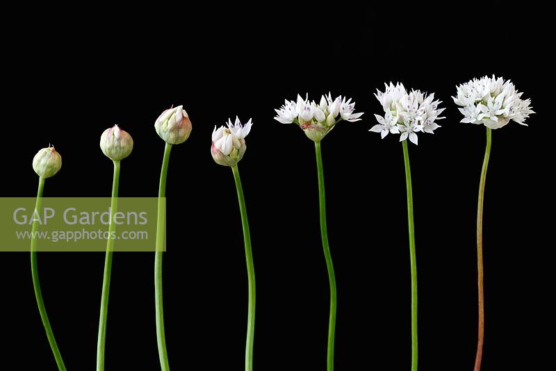 Allium amplectens 'Graceful Beauty' - Ornamental or Narrowleaf Onion  -flowers at different stages of opening 