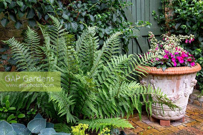 Shade-tolerant plants in border next to wall, Dryopteris with large terracotta container with bedding
