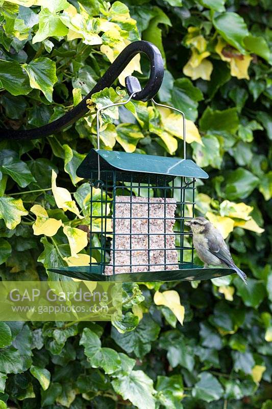 Juvenile Blue Tit - Cyanistes caeruleus- feeding on Cage style feeder with fat and seed block