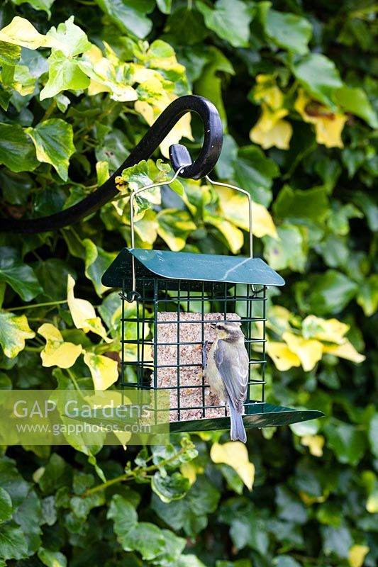 Juvenile Blue Tit - Cyanistes caeruleus- feeding on Cage style feeder with fat and seed block