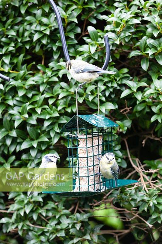 Three Juvenile Blue Tits - Cyanistes caeruleus- feeding on Cage style feeder with fat and seed block
