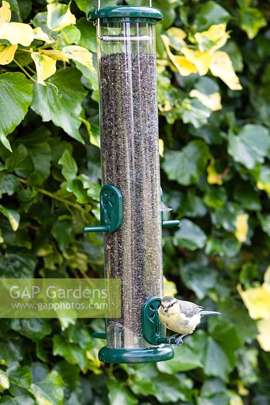 Juvenile Cyanistes caeruleus - Blue Tit - feeding on tube style feeder filled with seeds