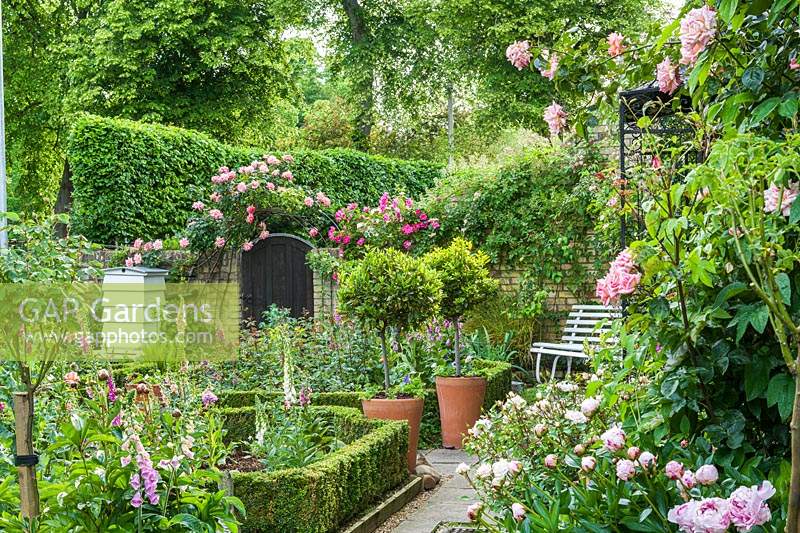View of formal town garden in June. Box edging, bay trees in pots, beehive, foxgloves, peonies and roses.