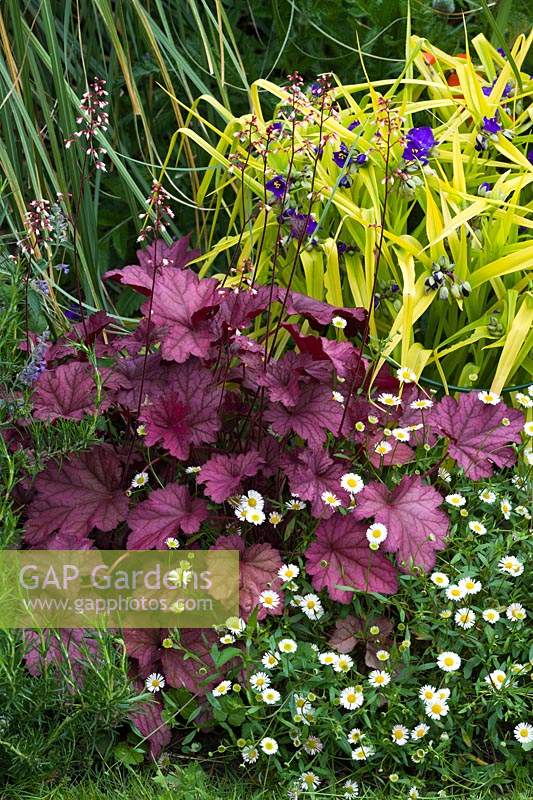 Purple Heuchera, Tradescantia Andersoniana Group 'Blue and Gold' and Erigeron karvinskianus