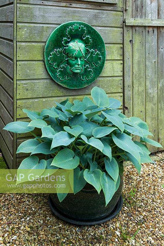 Hosta in glazed terracotta container beside garden shed with green spirit wall plague.