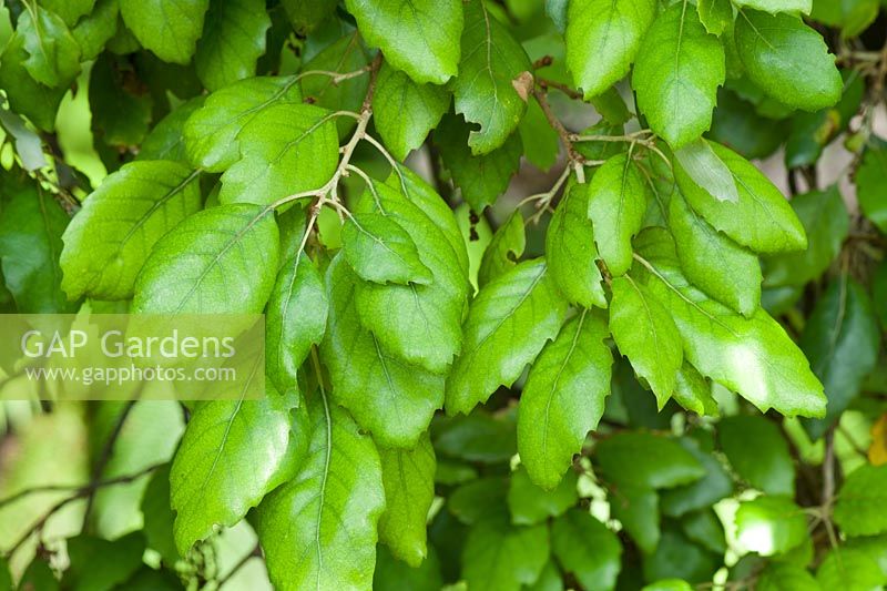 Quercus suber - Cork Oak - foliage