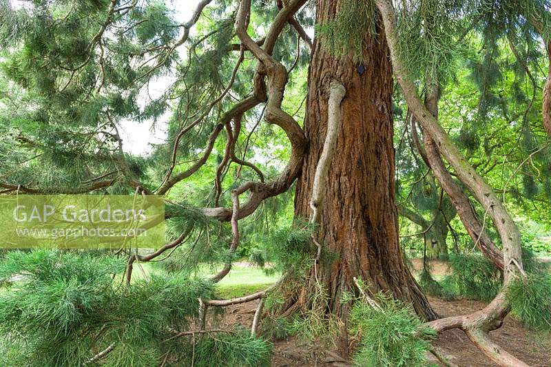 Sequoiadendron giganteum - Giant Redwood