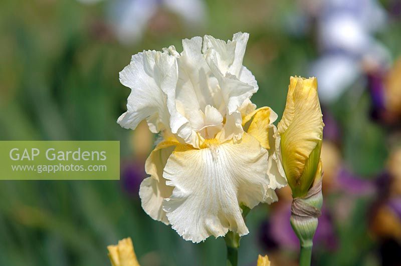 Iris germanica 'Southern Comfort' - Tall Bearded Iris 'Southern Comfort' Hinkle, 1965 