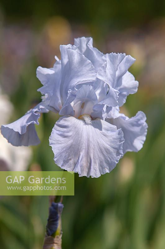 Iris germanica 'Lake Placid' - Tall Bearded Iris 'Lake Placid' Benson, 1977