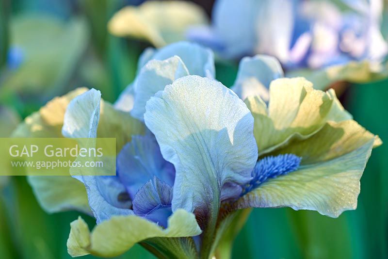 Iris pupila 'Hocus Pocus' - Dwarf Bearded Iris  'Hocus Pocus'