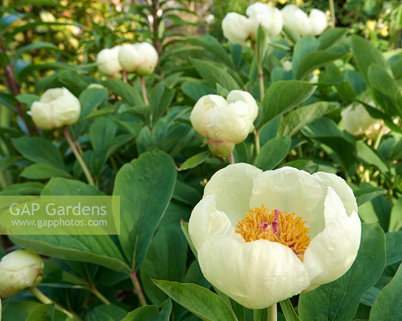 Paeonia mlokosewitschii - Caucasian peony