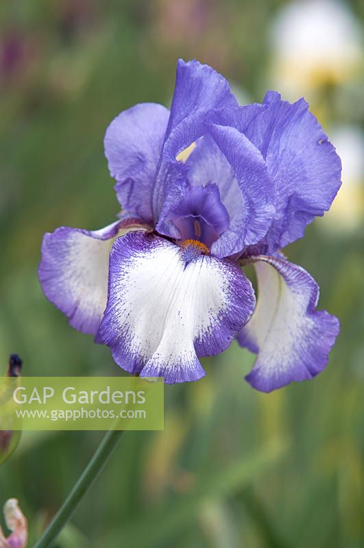 Tall Bearded Iris 'Kytice' 