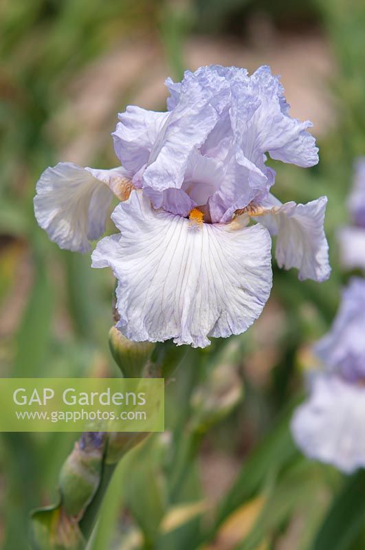 Tall Bearded Iris 'Ave Eva' 