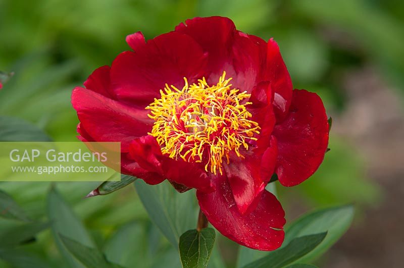 Paeonia lactiflora 'Favorita'