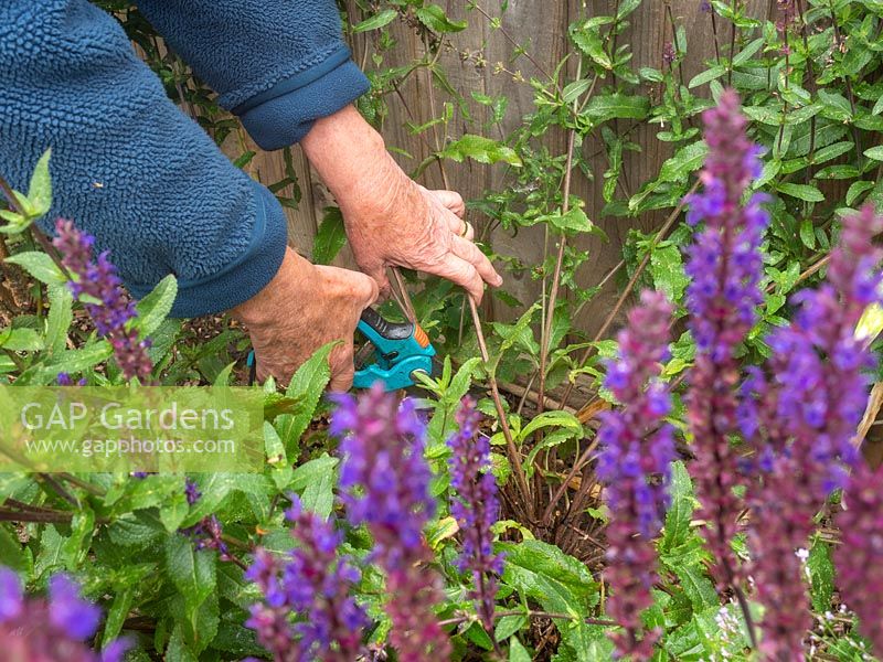 Cutting back Salvia nemorosa 'Caradonna' to promote new growth and second flush of flowers