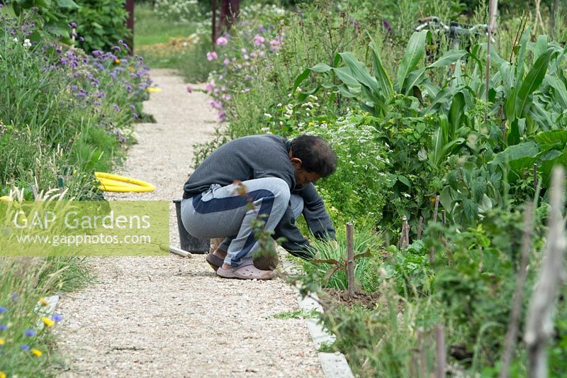 Man tending his plot from main path 