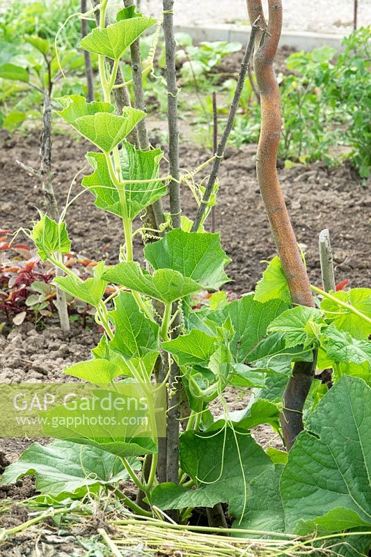 Bottle Gourd - Lauki - growing up plant support 