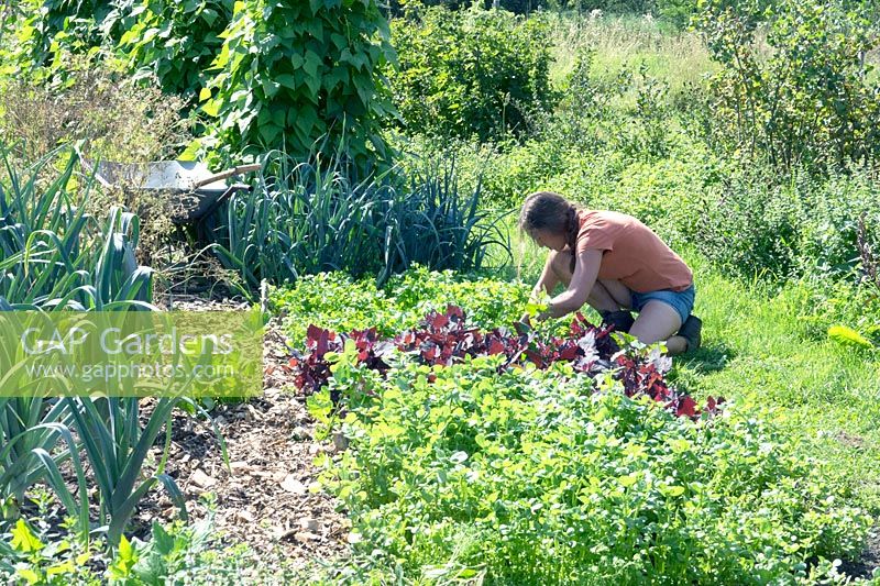 Woman keeling down to work on large vegetable garden 