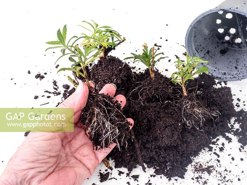 New young propagated Erysimum plantlets with strong root system ready for potting on