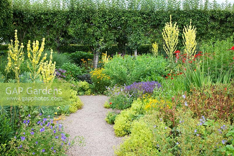 Colourful summer displays in The Flower Garden including verbascum, geranium, crocosmia, alchemilla mollis and pleached trees, Loseley Park, Surrey