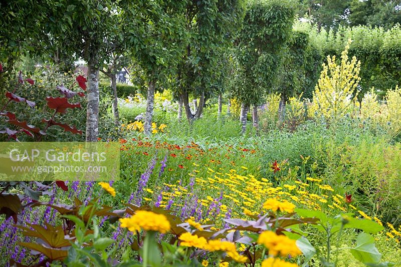 Colourful summer displays in The Flower Garden including verbascum, helenium, Buphthalmum salicifolium, heliopsis, campanula, echinops and pleached trees, Loseley Park, Surrey