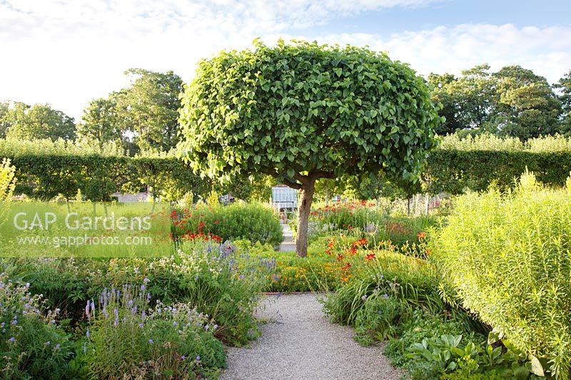 Summer displays in The Flower Garden including geranium, crocosmia, hemerocallis, helenium and central Mulberry tree. Loseley Park, Surrey