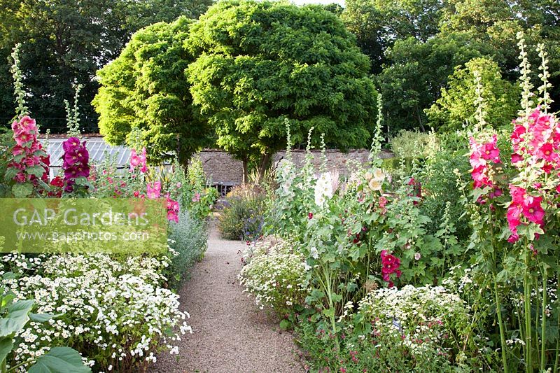 Pathway through herb garden with hollyhocks and feverfew. Loseley Park, Surrey, UK. 
