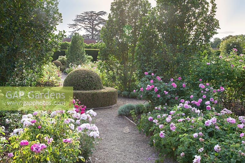 Formal Rose Garden with clipped topiary at centre of gravel path