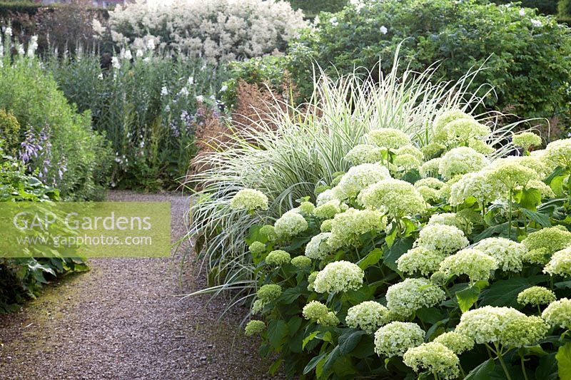 Mixed border with Miscanthus sinensis 'Variegatus' and Hydrangea arborescens 'Annabelle' in The White Garden, Loseley Park, Surrey, UK. 