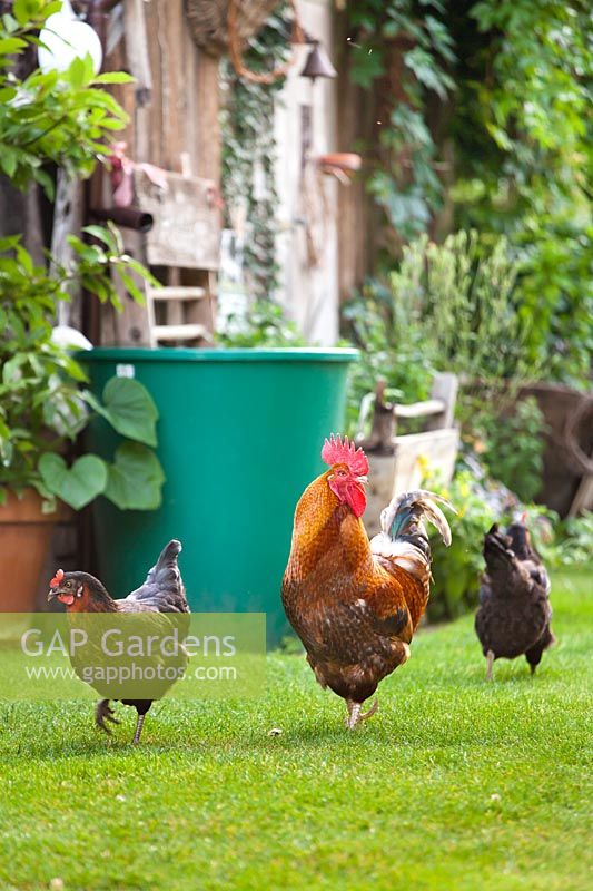 Chickens and rooster walking on grass in country garden