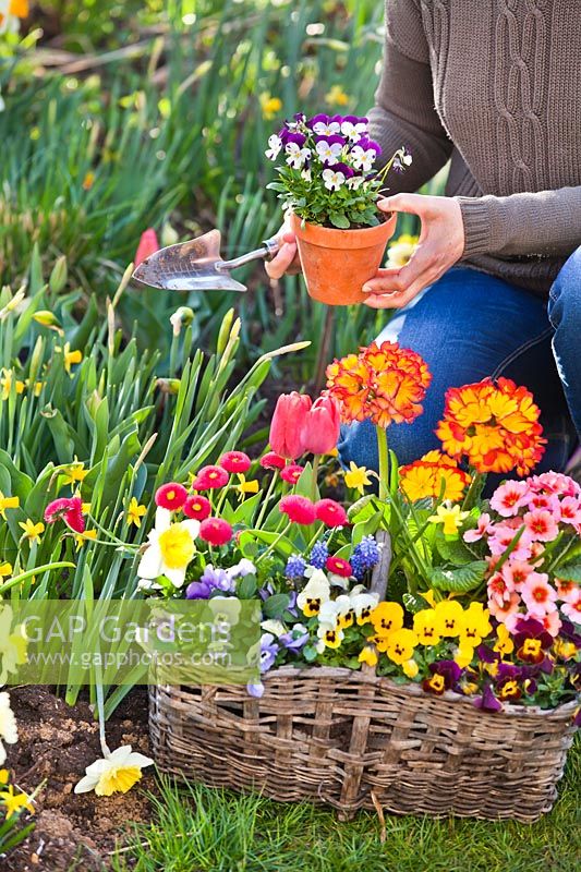 Woman filling gaps in spring border by planting out Pansies, Primroses, Bellis and Tulips.