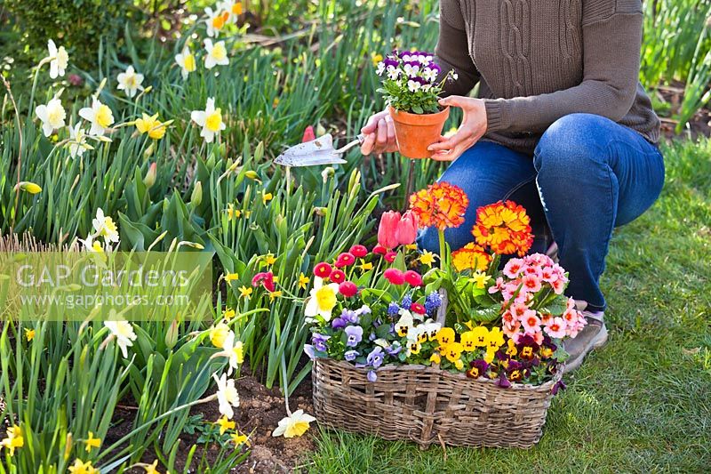 Woman filling gaps in spring border by planting out pot grown pansies, primroses, bellis and tulips.