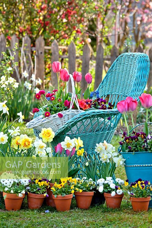 Potted spring flowers including daffodils, primroses, tulips, pansies and bellis surround wicker chair in garden.