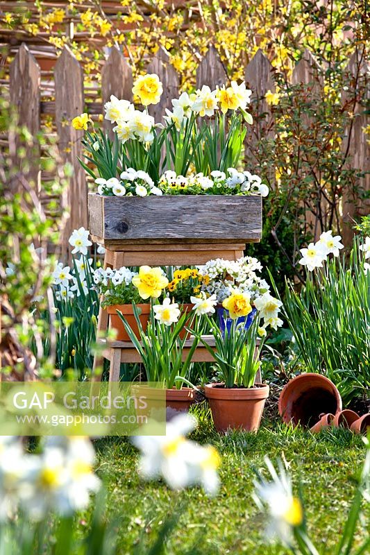 Potted spring flowers displayed on ladder, including daffodils, pansies and bellis.