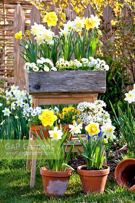 Potted spring flowers displayed on ladder, including daffodils, pansies and bellis.
