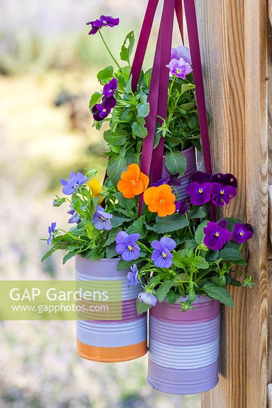 Bundle of decorated tin cans planted with Viola hanging from trellis. 