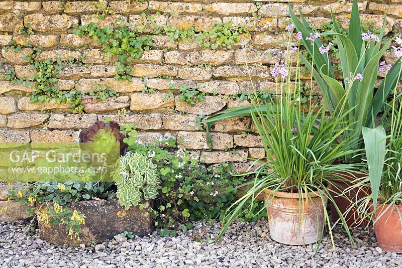 Group of pots against a wall planted with Tulbaghia violacea, Succulents, pelargoniums and Beschorneria yuccoides.