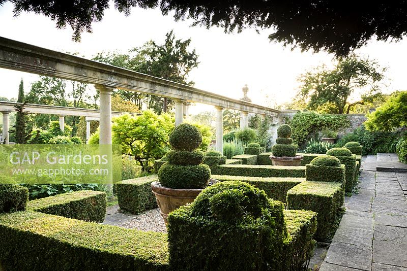 Clipped Buxus - Box - hedging and topiary on the terrace, colonnade in background