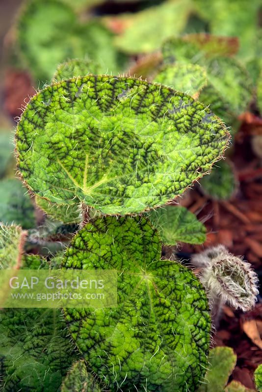 Begonia sizemoreae