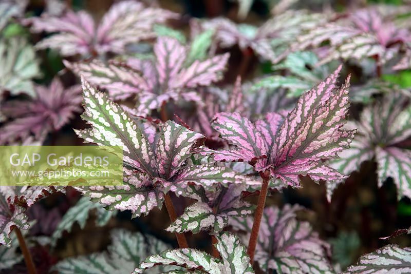 Begonia 'Benitochiba' 