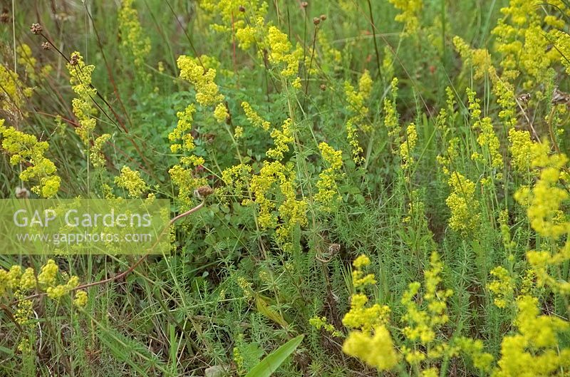 Galium verum - Lady's Bedstraw growing on an exposed and sunny road bank, UK
