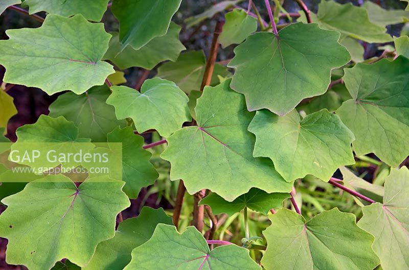 Roldana petasitis foliage - Velvet Groundsel