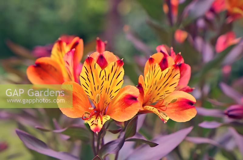 Alstroemeria 'Indian Summer' 'Tesronto' - Peruvian Lily 