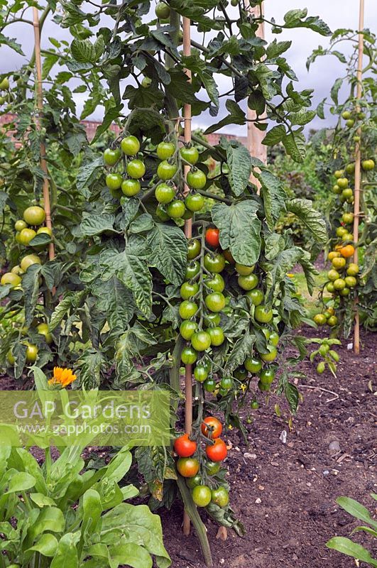 Solanum lycopersicum 'Sweet Million' 