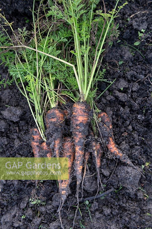 Harvested Daucus carota 'St.Valery' carrots on an allotment.