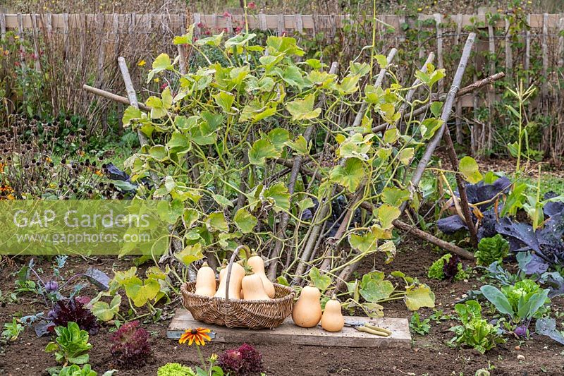 Basket of harvested Butternut Squash 'Hunter' in front of hazel pole growing support