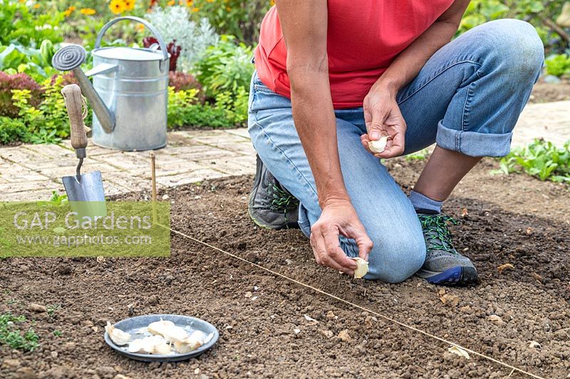 Woman planting Garlic cloves in the ground