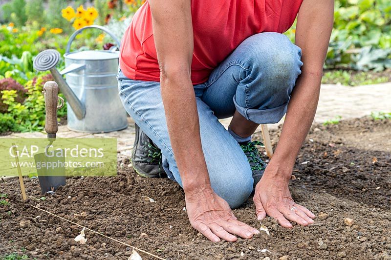 Woman using palms of her hands to firm ground around planted Garlic cloves