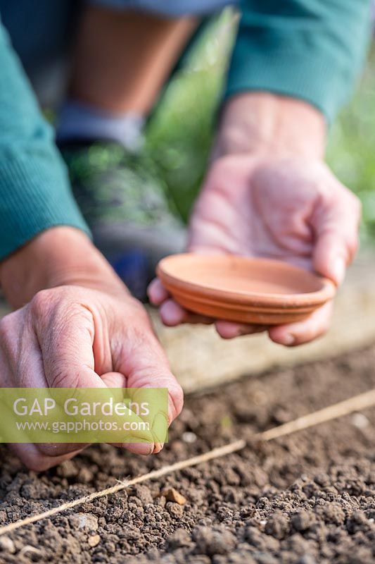 Sowing Kalette seeds in a prepared seedbed