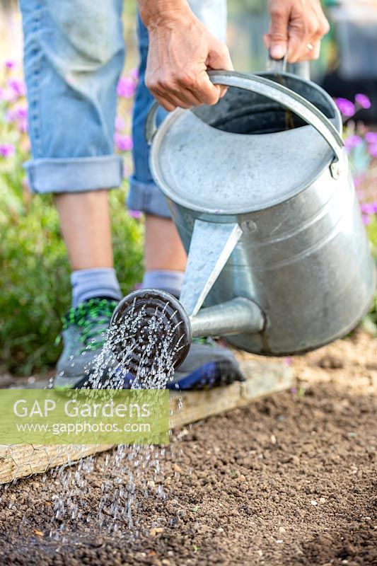 Using a galvanised watering can fitted with a rose to water row of recently-sown Kalettes